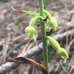 Epipactis phyllanthes Квітка