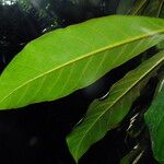 Terminalia catappa Leaf