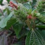 Acalypha aristata Цвят