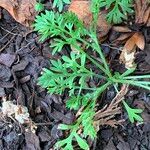 Cotula australis Leaf