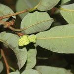 Brosimum guianense Fruit