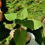 Lamium album Leaf