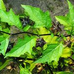 Nicandra physalodes Blad