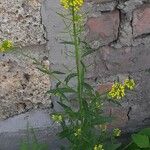 Erysimum cheiranthoides Habit