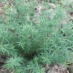 Galium laevigatum Fuelha