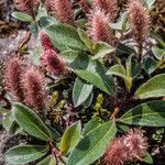 Salix glauca Flor