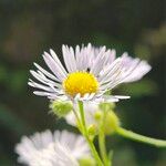 Erigeron annuus പുഷ്പം