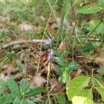 Hemipilia cucullata Kvet