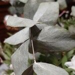 Eucalyptus gunnii Leht