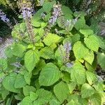 Plectranthus fruticosus Blüte