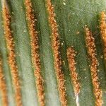 Asplenium africanum Leaf