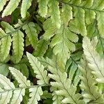 Dryopteris erythrosoraBlad