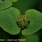 Euphorbia dulcis Fruto