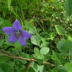 Pseudocodon grey-wilsonii ശീലം