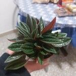 Peperomia albovittata Ліст