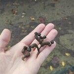 Hovenia dulcis Fruct
