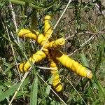 Prosopis strombulifera Fruitua