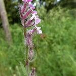 Silene gallica Corteza