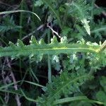 Cirsium filipendulum Leaf