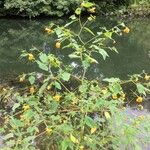 Impatiens capensis Blatt