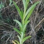 Crotalaria juncea Leaf