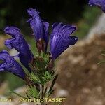 Dracocephalum austriacum Floare