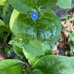 Pentaglottis sempervirens Συνήθη χαρακτηριστικά