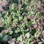 Lamium hybridumLapas