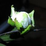 Diospyros bipindensis Fruto