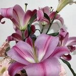 Lilium regaleFlower