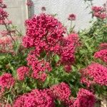 Valeriana lecoqii Flower