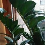 Zamioculcas zamiifolia Blatt