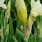 Iris albicans Други