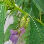 Impatiens arguta Otro