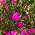 Dianthus deltoidesBlomst