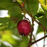 Syzygium cymosum Плод