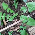 Lactuca muralisLeaf