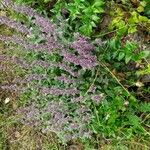 Stachys cretica Облик