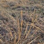 Heteropogon contortus Blatt