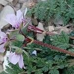 Erodium acaule Λουλούδι