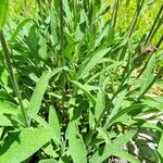 Salvia officinalis Blad