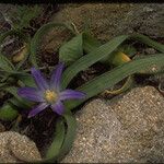 Brodiaea terrestris Flower