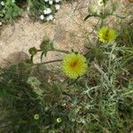 Andryala integrifolia Hábitos
