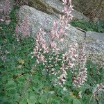 Heuchera rubescens Celota