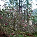 Rhododendron campanulatum Hábitos