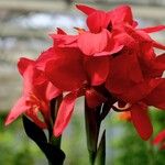 Canna × hybridaFlor