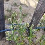 Pseudognaphalium undulatum Blüte