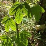 Passiflora subpeltata Leaf