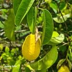 Passiflora laurifolia Blatt