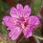 Allionia incarnata Flower